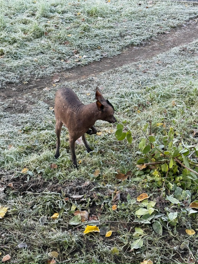 Кто потерял? (Мальчик) Бегает на советской около 7 школы...