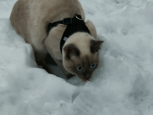 У нас потерялся кот ,  как нет его дома уже 3 недели,. Иск...