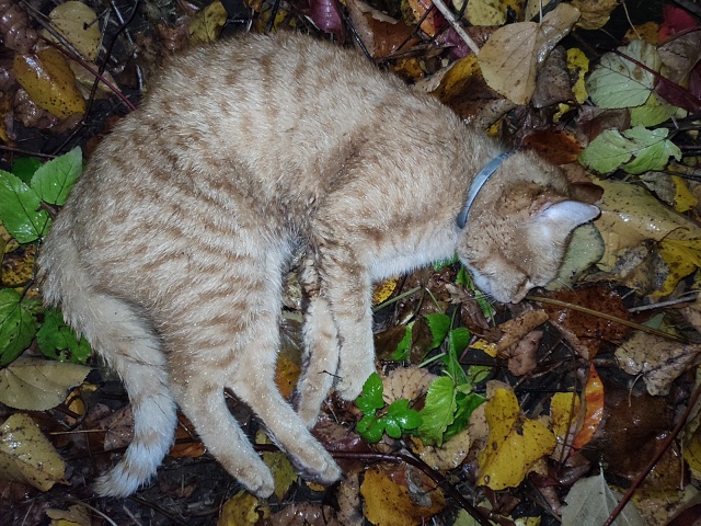 На ул. Нахимова (ориентир между 22 и 37 домом) увидели на д...