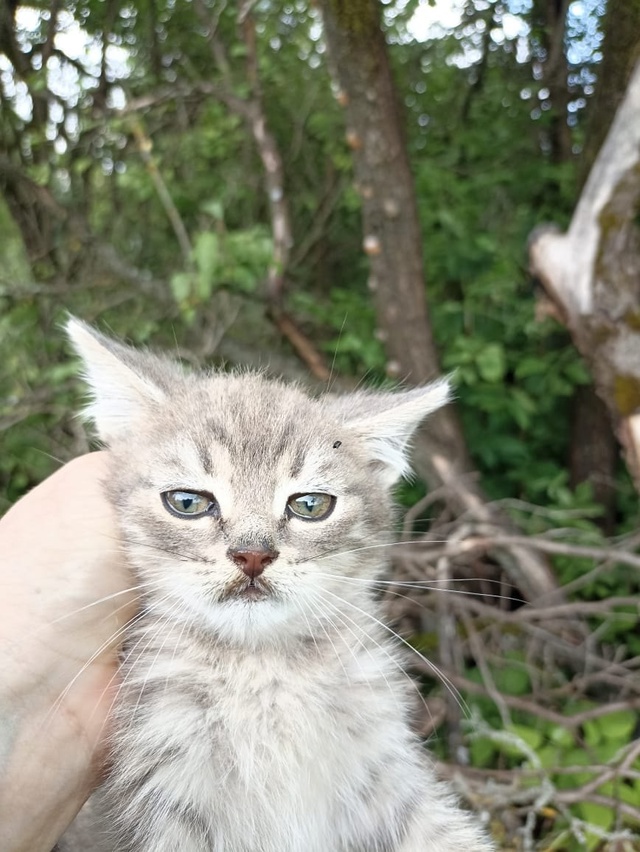 Котята ищут дом
Поможем со стерилизацией
89105216491