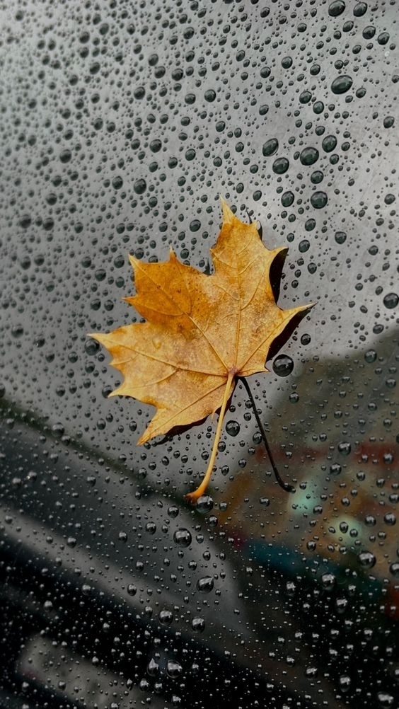 Такая разная, но всегда прекрасная осень🥰