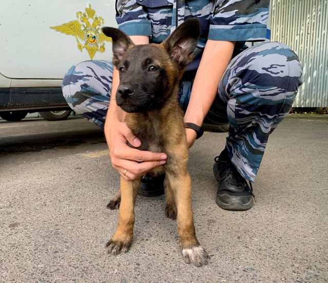 🐕 Гром – такое имя куряне выбрали для щенка из Центра ...