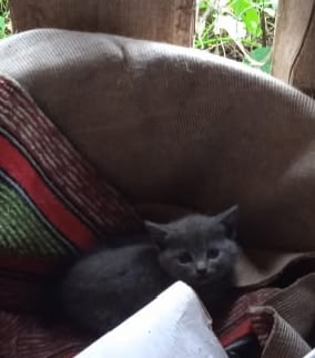 🐱🙏Чья-то кошечка привела троих котят. Очень красивые...