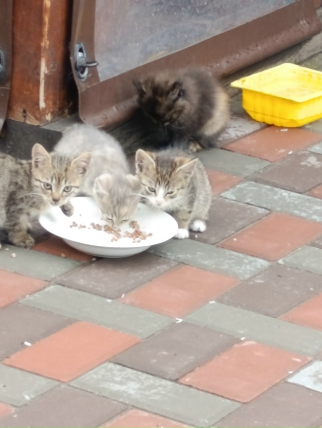 Отдам котят в хорошие руки. Бездомная кошка окотилась, ...