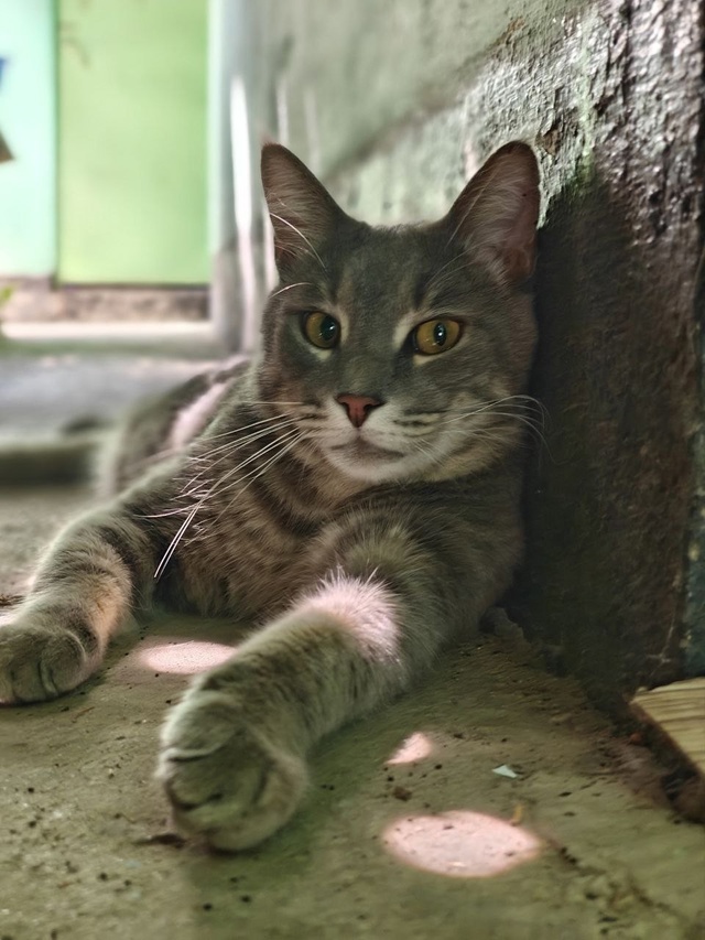 Прошу помощи. Потерялся котик в Заозёрном, район санат?...