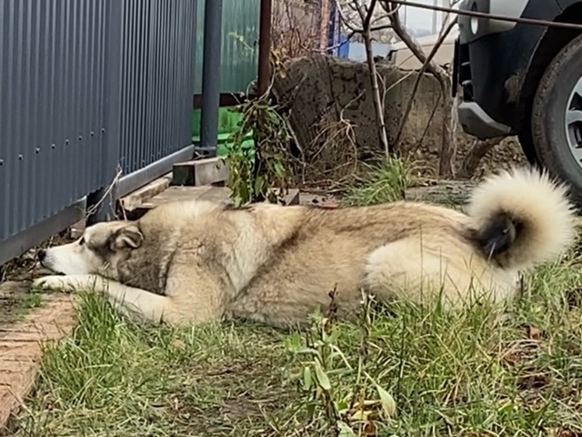 Может кто потерял, лайка красивая (кабель), бегает уже н...