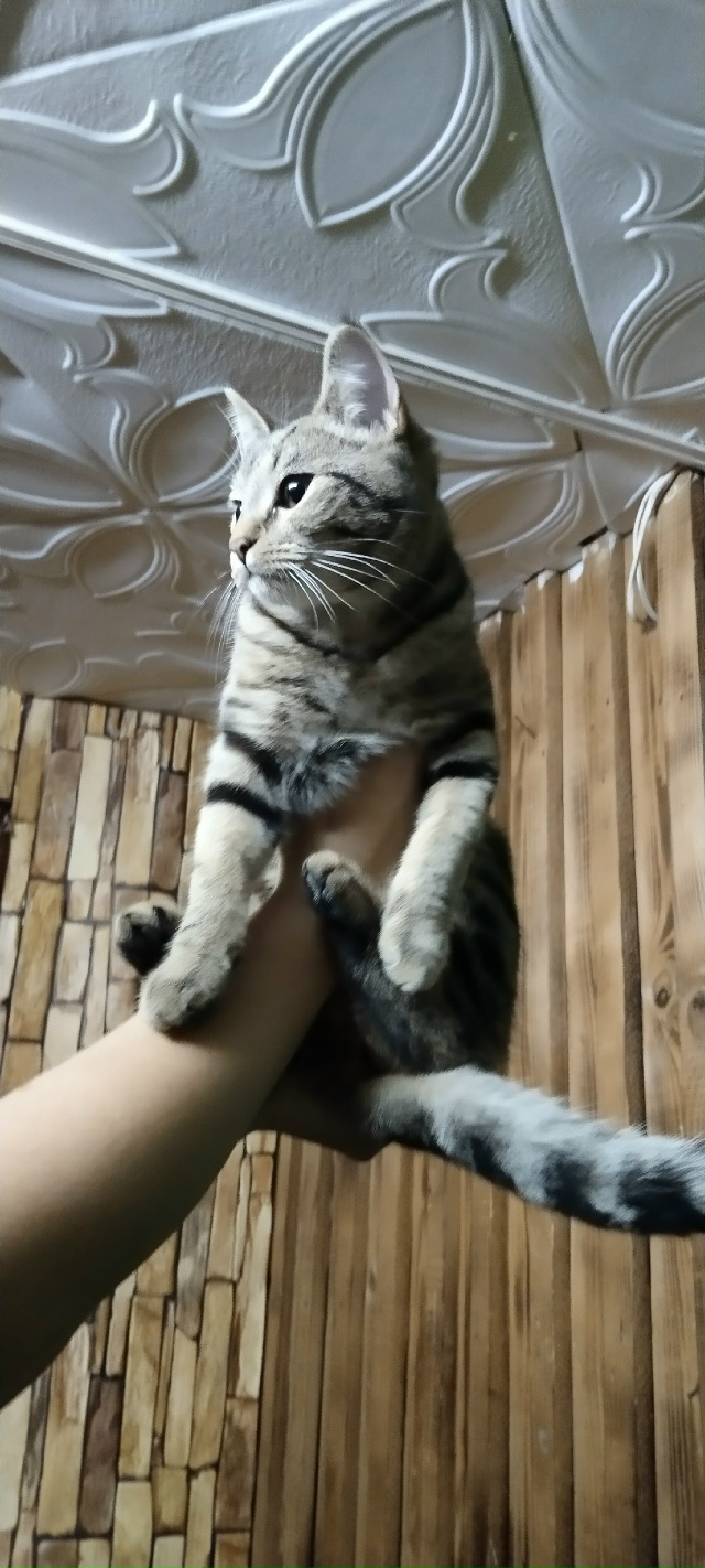 Прибились котята (мальчик и девочка), может кто-то ищет....