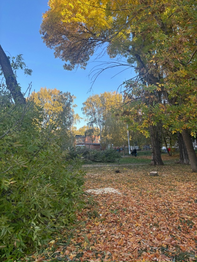 Здравствуйте! Город Салават , почему спилили деревья , ?...