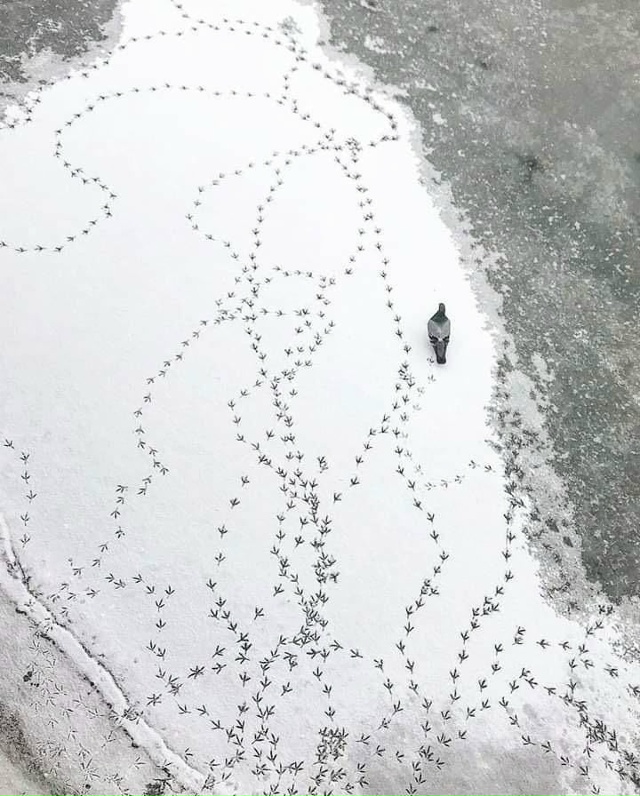 Голубь, у которого был очень напряженный разговор по т?...