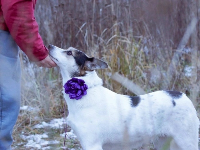 Вита ищет в Можайске хозяина!
Где ты её человек???
Почт?...