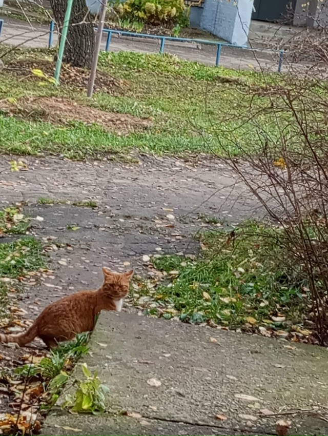 Чей кот рыжий с белой грудкой и с ошейником. Сидит у дом...