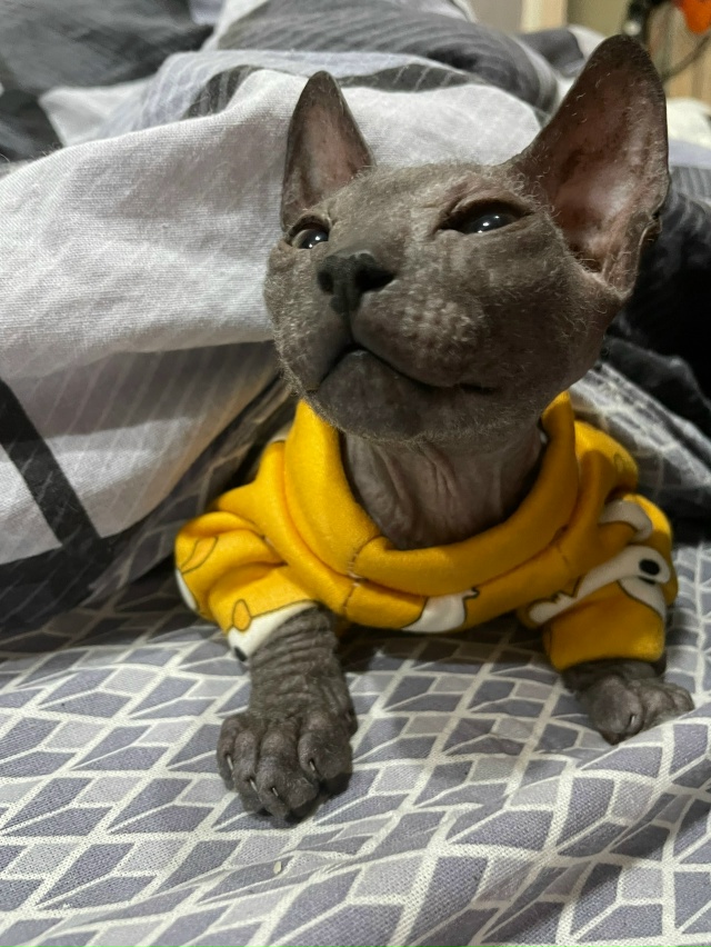 Арчер, немного всрат, но в основном - постельный клоп❤??...