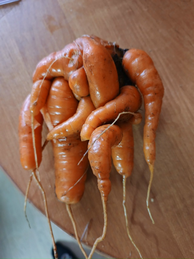 Отдам морковку 🥕 в хорошие руки, которые это распутаю...