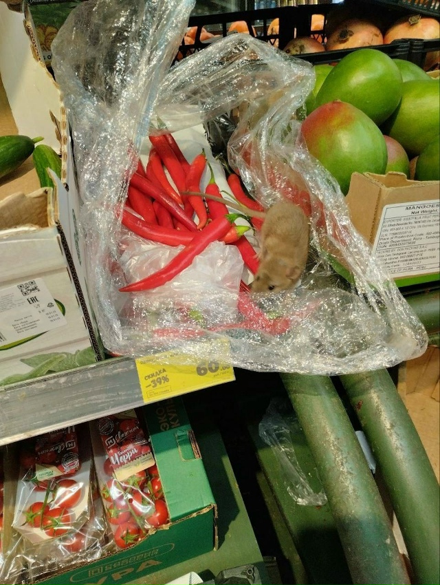 ? Ничего необычного, просто крыса в магазине «Магнит»...