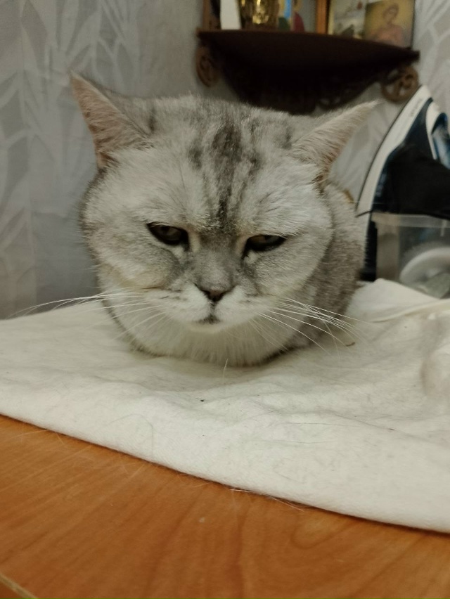 Потерялась кошка, порода британская больше трех лет.
П?...