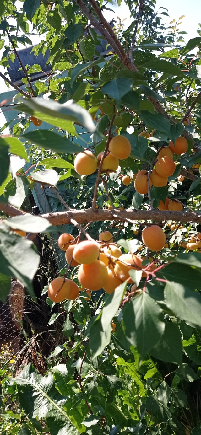 Продам абрикос, два разных вида, 30 руб. кг сбор по заказ...