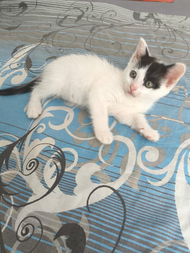Котята в добрые руки. Едят всё. К лотку приучены.
