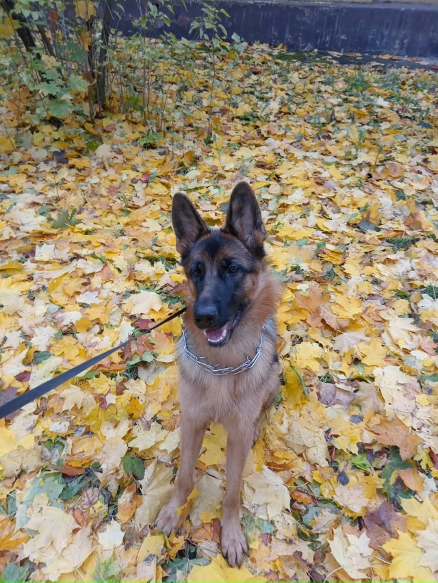 Пропала собака!
Немецкая овчарка, зовут Алиса, ей 1 годи...