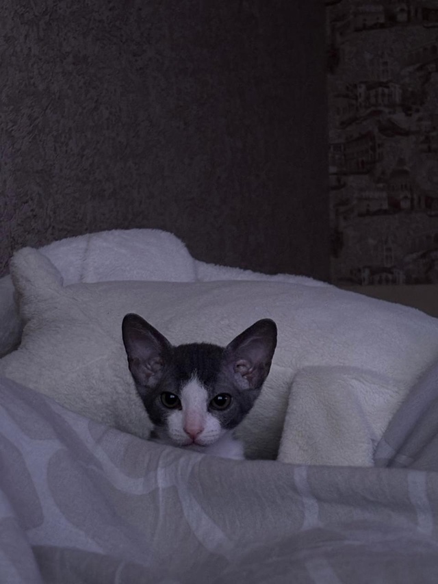 Малыш Сеня ❤️🐈‍⬛