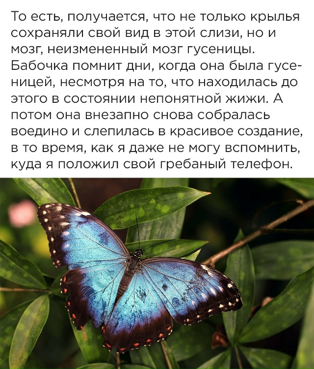 Про бабочек.
