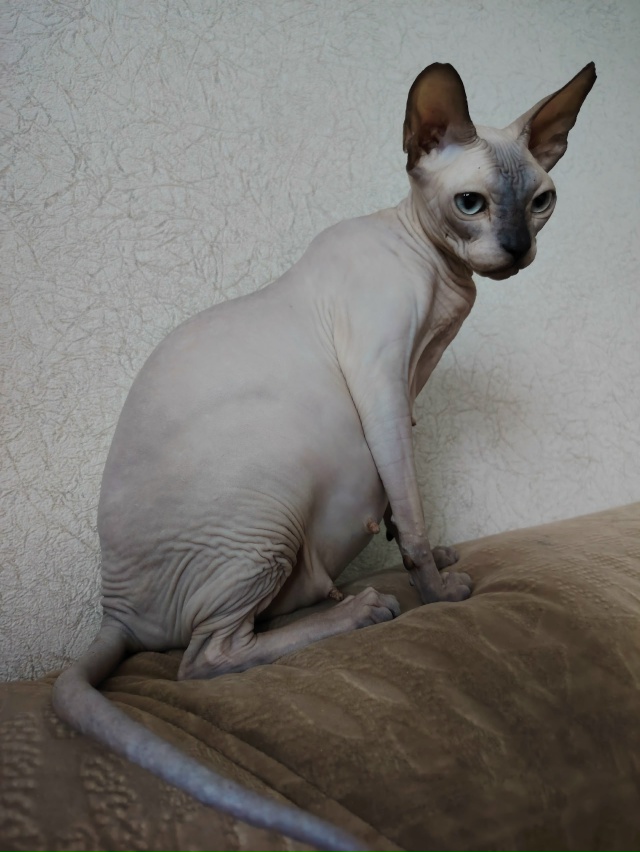 Уже вот-вот появятся на свет новые всратыши💞