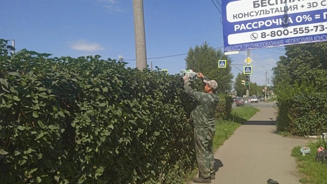 В Салавате полным ходом идет стрижка кустарников🌳 Р?...