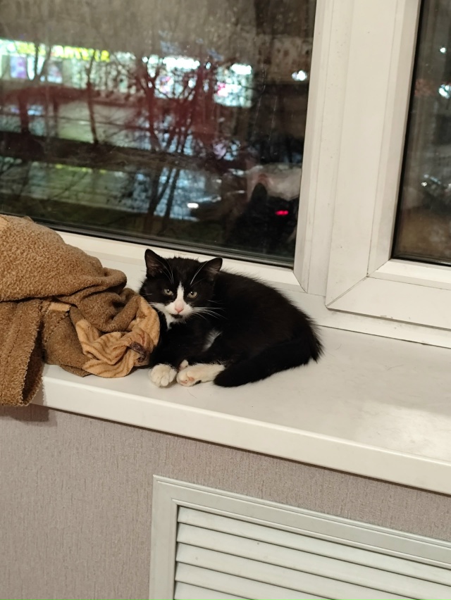 На Липатова в подвале котоловкой поймали кота, кошку и ...