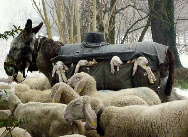 В горах пастухи иногда используют осликов-нянек, котор...