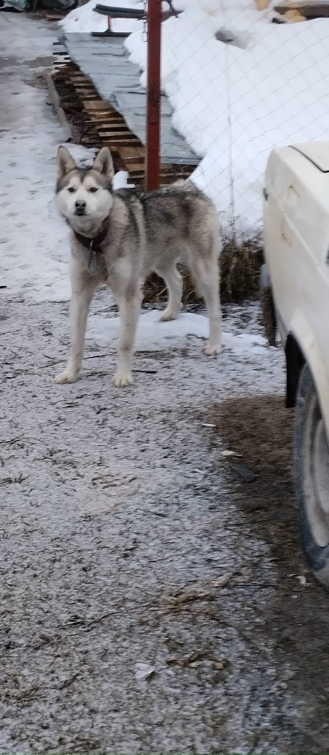 Уважаемые жители района ЛПХ,просьба связаться владель...