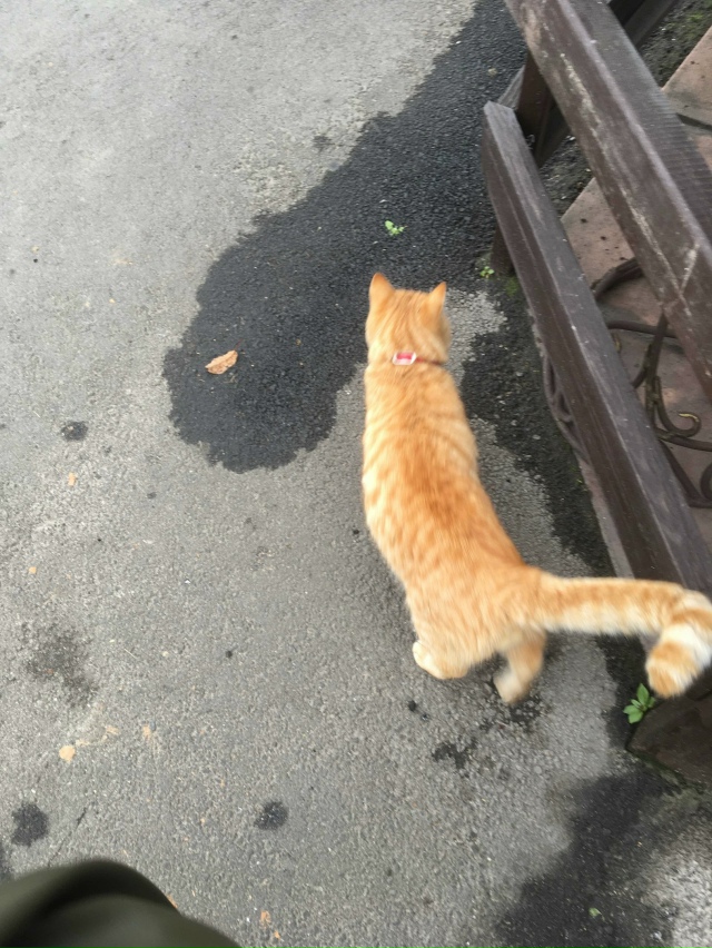 К нам в кафе Огонёк снова подкинули котика из Разгуляя,...