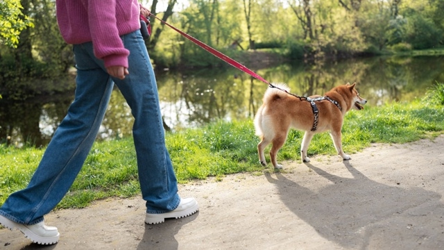 🐕 Выгул собак станет строже. Кому теперь нельзя вывод?...