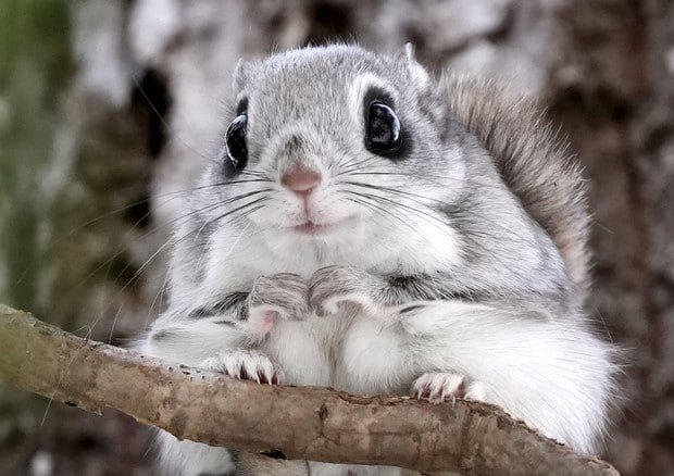 В Японии живёт множество белок-летяг, которые ведут др?...