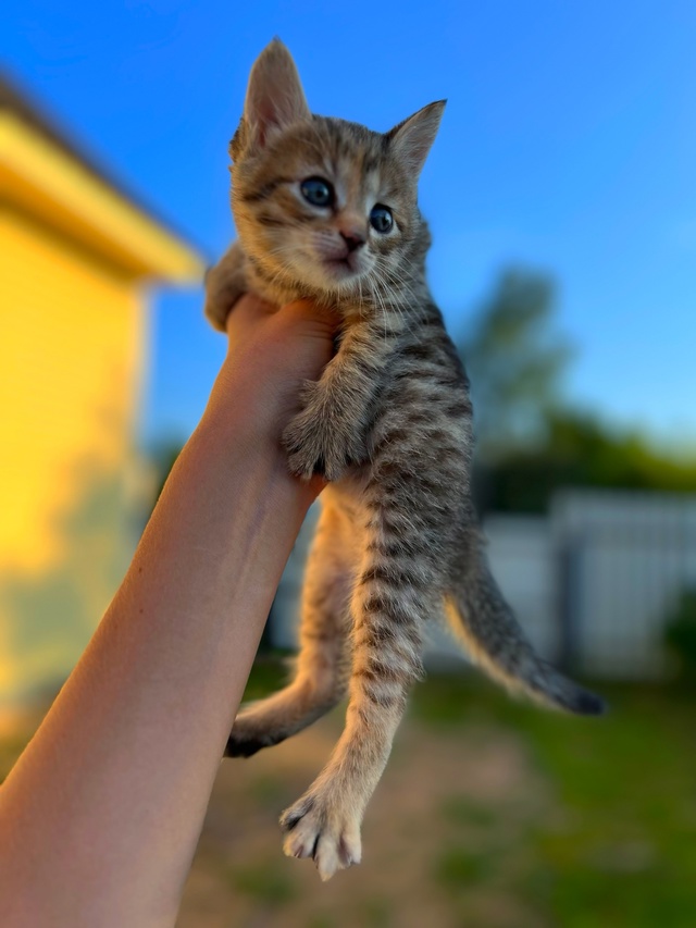 🐈 СРОЧНО ‼️
Котята ищут добрые руки в г. Окуловка! 🐅...