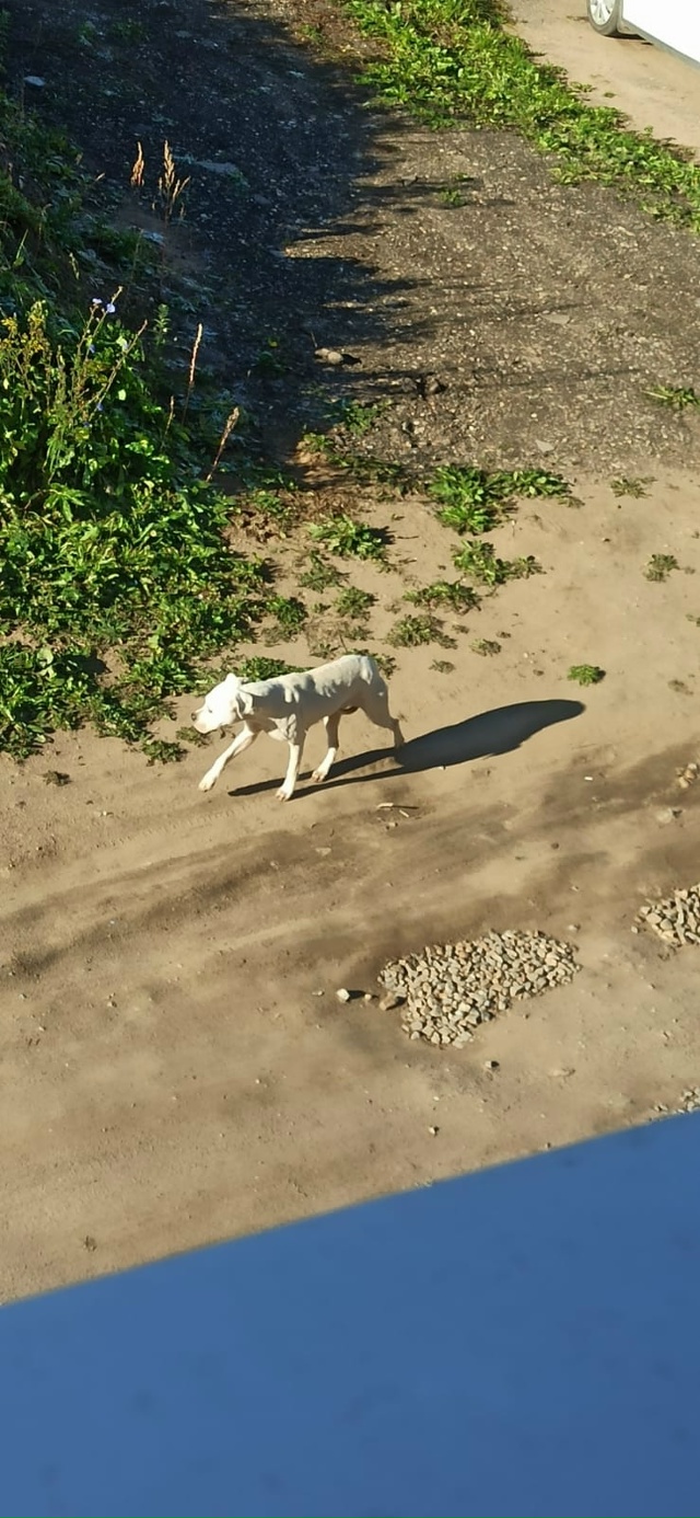 Очень очень надеюсь что это потеряшка.
Бегает нескольк...