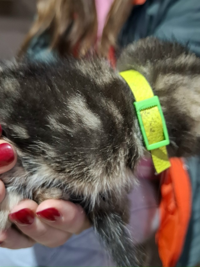 Найден котёнок, домашний, с ошейником. В районе улицы Г?...