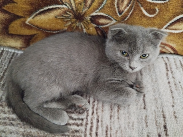 Котята в добрые руки. 89276665705