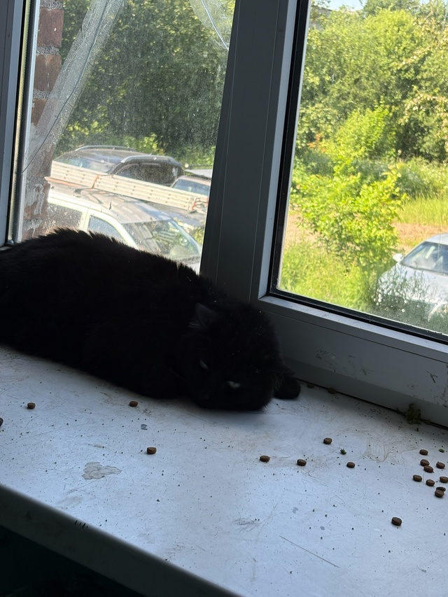 чья потеряшки на Конституции 3 последний подъезд от це?...