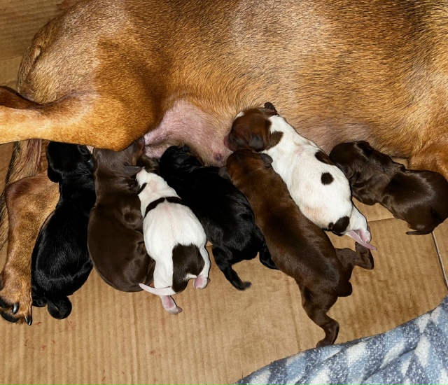 Отдам в хорошие руки щенков таксы , рождены 11.11 , можно б...
