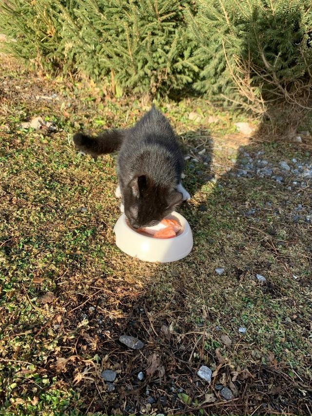 Чей котик потерялся?