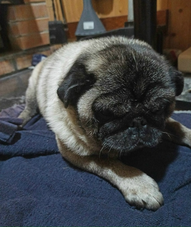 Найдена собака, сука, мопс!
СНТ Машиностроитель, Ивант?...