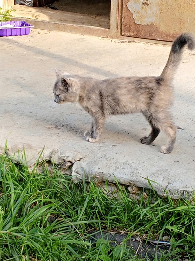 Помогите пристроить котят! 😺 Живут на улице, очень кра...