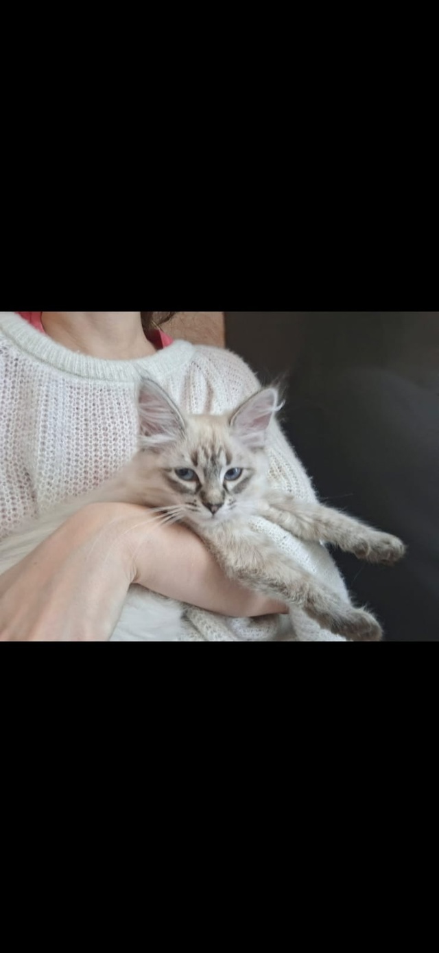 Убежали кошки. Пожалуйста помогите найти.