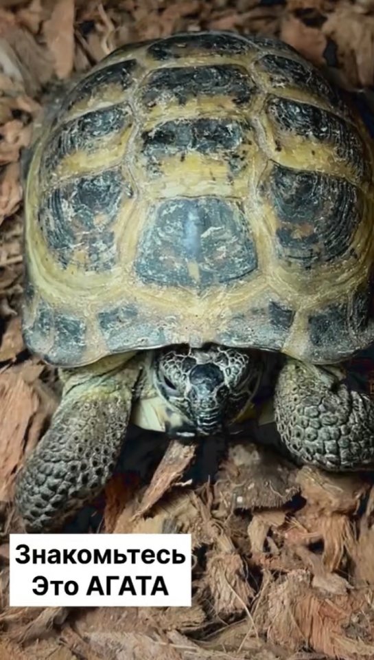 Это работает безоговорочно😅