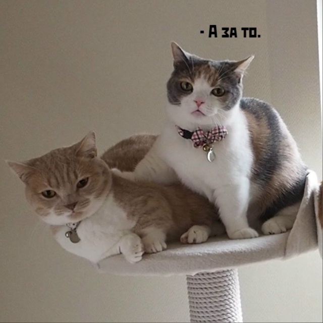 Чисто по-женски?