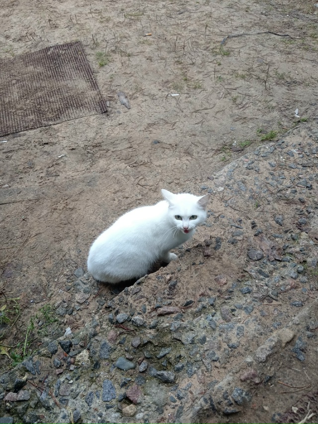 Фото 1-2. Бегает собака в Пусторадицах, в д. Кадуй и Жорн?...