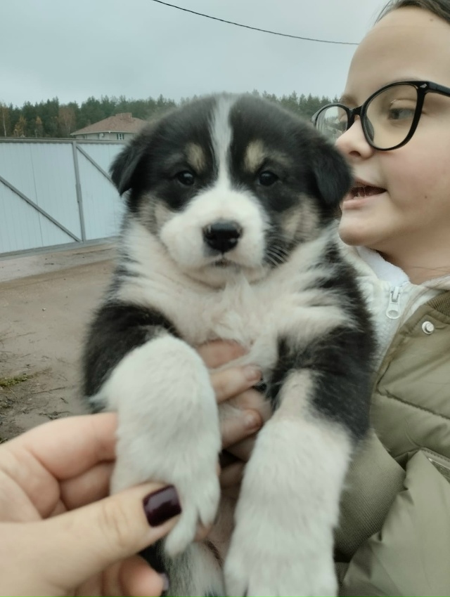 Ищем дом и добрые руки для щенков.🐕🐩🐶🐾
+7920679-34-78 Вик?...