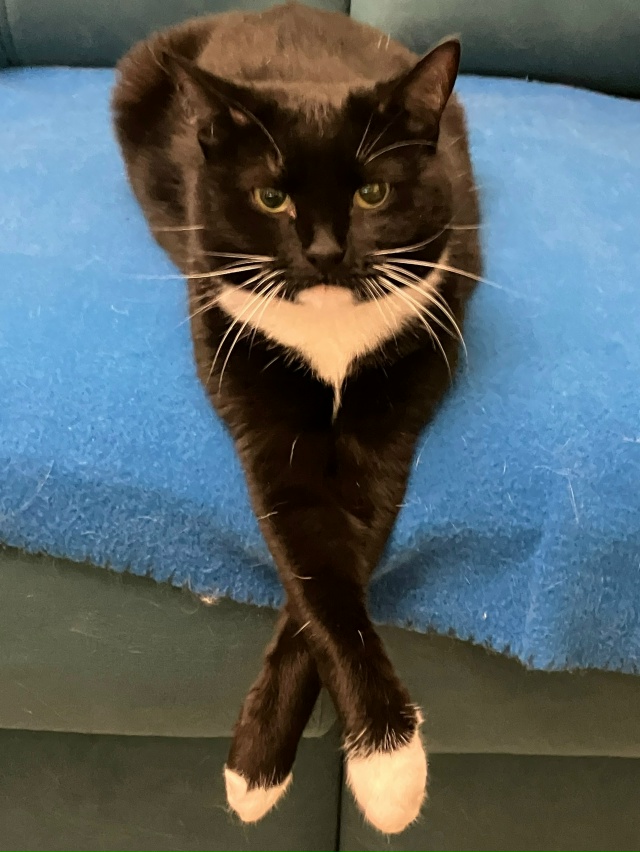 Пристраиваю кошечку Лолита (Лола) 5 лет ,стерилизована ...