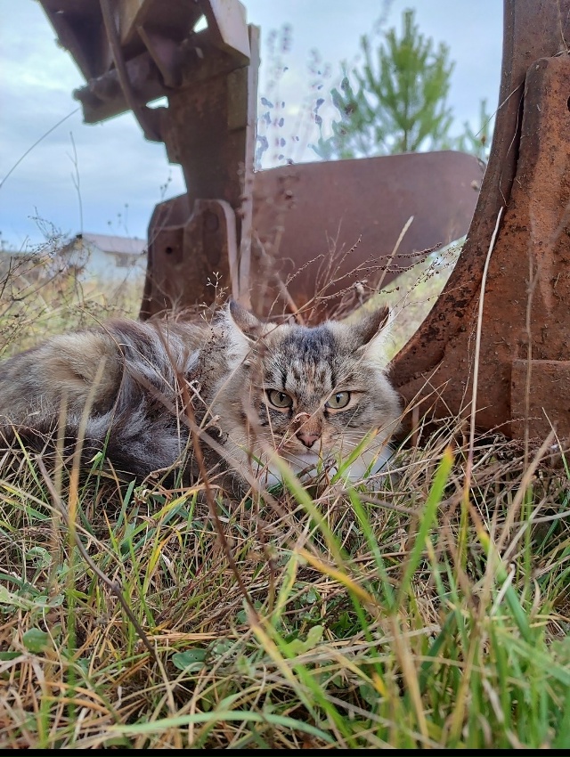 Пропала кошка!!! Территориально ул.дачная-родионова- бе...