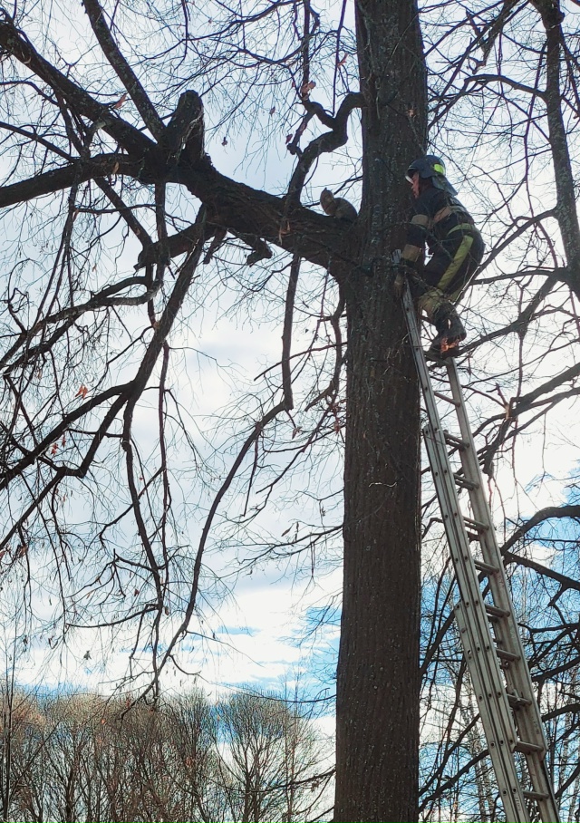 Спасение кошки в Парке Пермского периода 🐈🚒
Хоть сл?...
