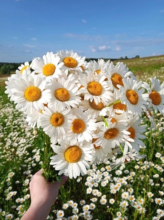 «лето — это маленькая жизнь» 🧡🌿